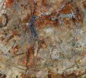 Colorful Petrified Wood Round - Madagascar #58812-3